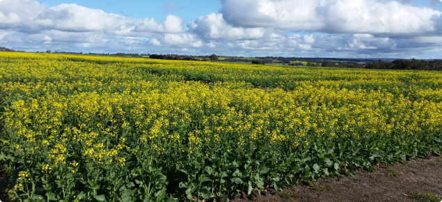 weeds in canola image