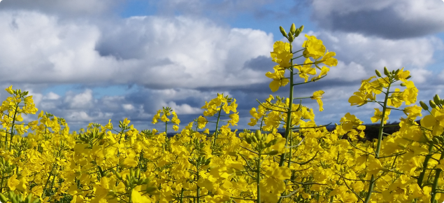 Current canola variety guide for Western Australia | Department of ...