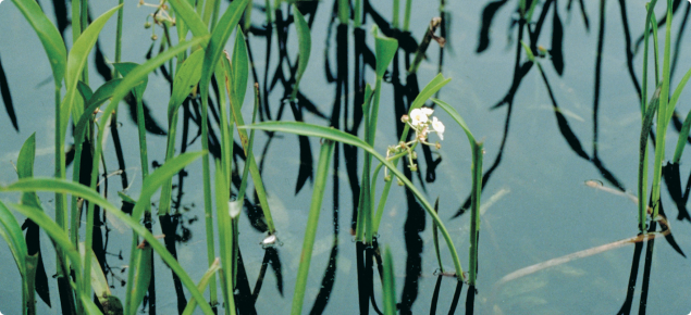 Sagittaria - Sagittaria platyphylla