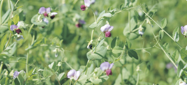 Crop of flowering field peas