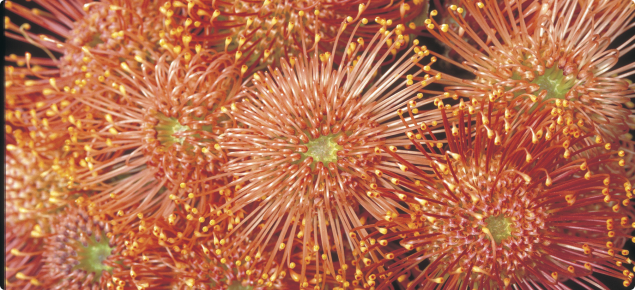 Leucospermum