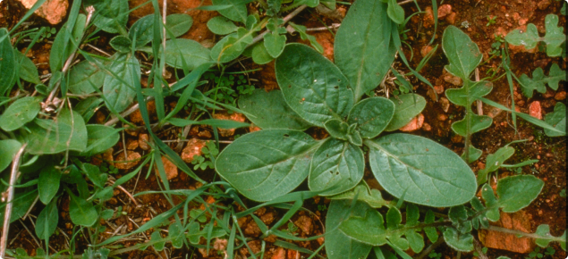 Paterson's curse rosette