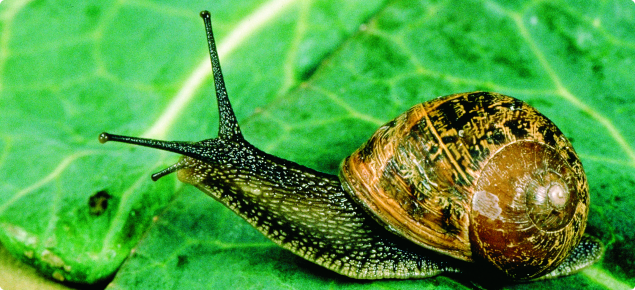 Garden snail, half out of its brown shell, on a green vegetable leaf.
