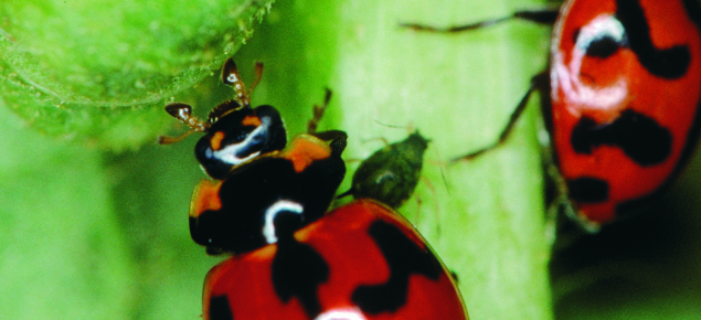 Two red lady birds with black spots.