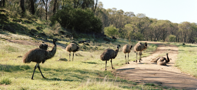 Eight emus in various positions on a green paddock.