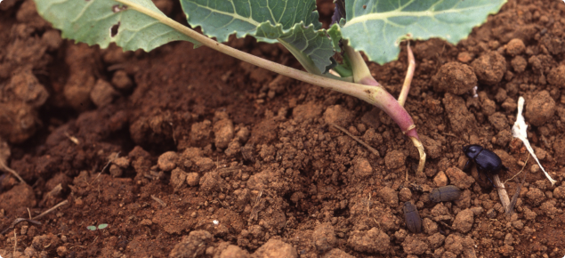 Vegetable beetle adults (left) and African black beetle adult (right) feed on the stem near ground level and leaves of a young cauliflower