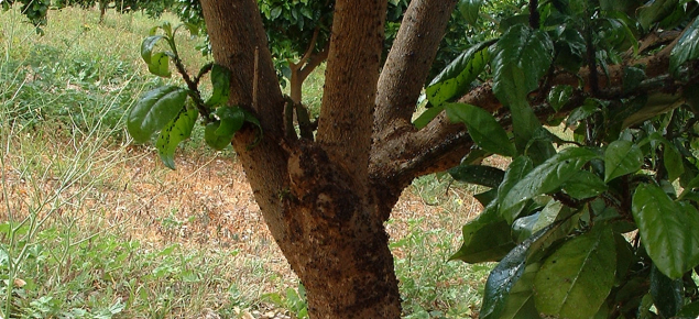 Citrus aphids on trunk