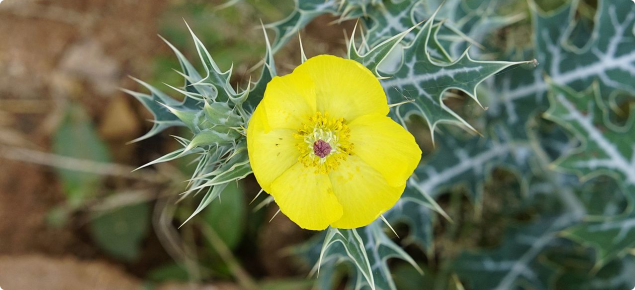 Mexican poppy, Argemone mexicana Flower