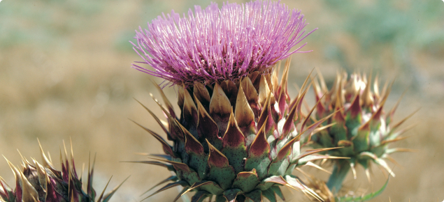 Artichoke thistle flower