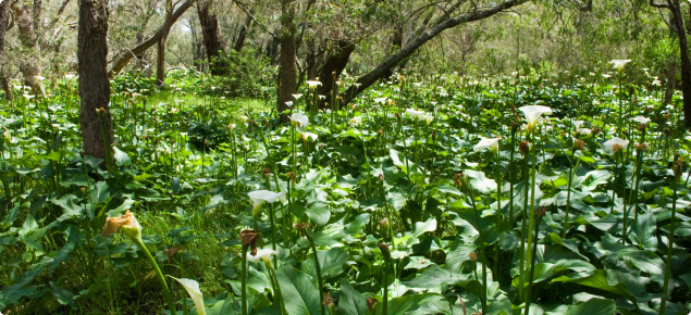 Arum lily infestation in Tuart forest 
