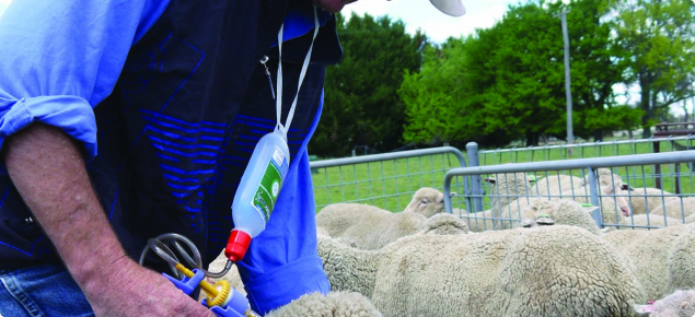 Barbervax - vaccinating sheep