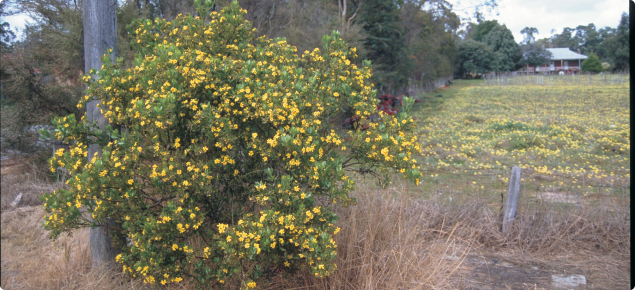 Boneseed bush with yellow flowers