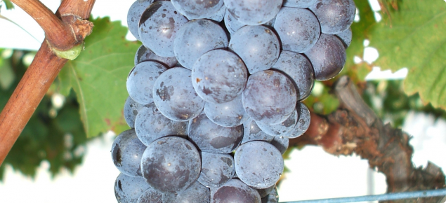 Brachetto wine grapes