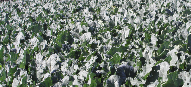 Mature broccoli crop, ready for harvesting