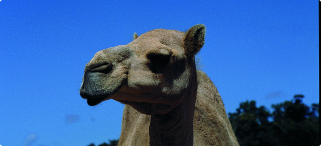 The Arabian camel is the only species found feral in Australia
