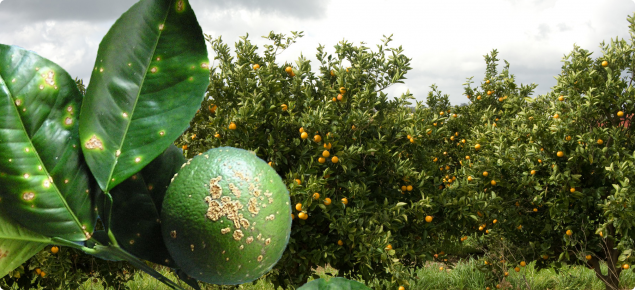 Banner - infected fruit and leaves against citrus plantation