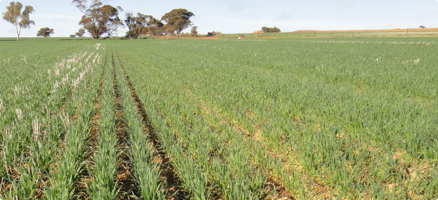 extreme compaction from uncontrolled cropping traffic restricts crop growth and nutrition after deep ripping