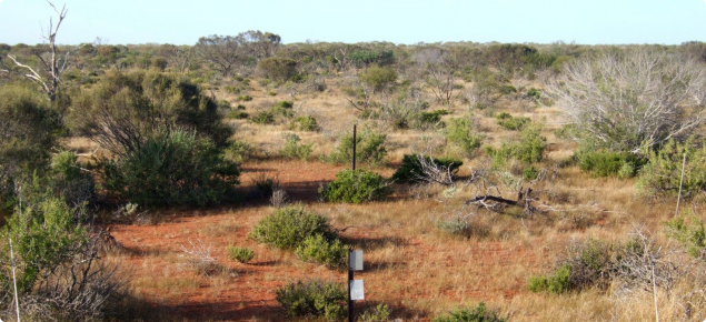 Photograph of currant bush mixed shrub pasture in good condition in the southern rangelands