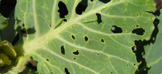 Near fully grown diamondback larvae are 15 to 20mm long and damage cabbage by feeding on leaves which can retard plant growth and reduce crop marketability