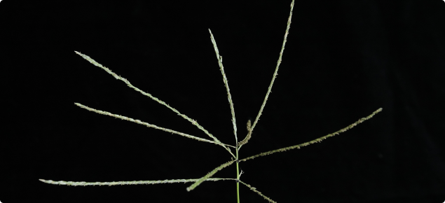 Digit grass seed head