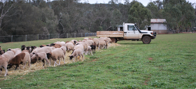 Sheep eating hay in a paddock