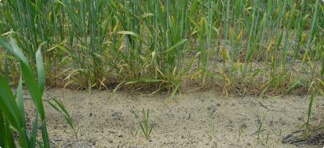 Staggered wheat emergence in water repellent soil