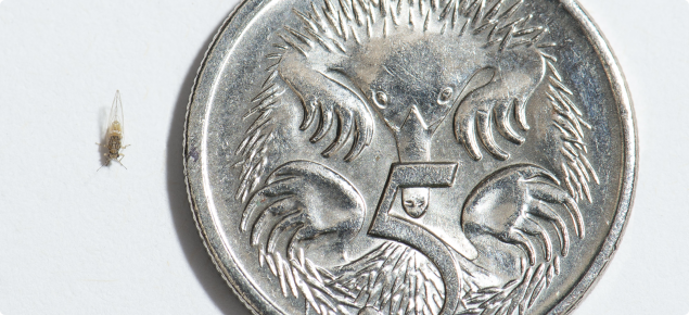 TPP next to five cent coin