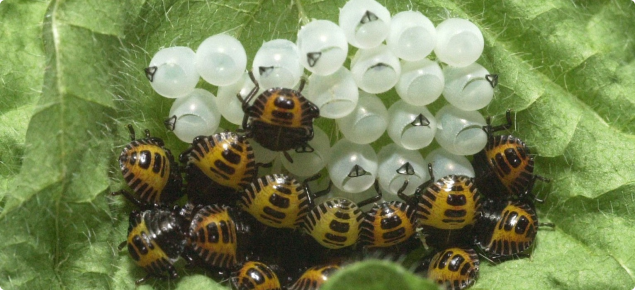 Brown marmorated stink bug eggs and nymphs on leaf