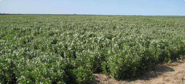 Faba bean variety trial at Witt Hills in 2007
