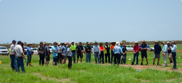 Field walk of pasture and fodders trials in Broome (November 2018)