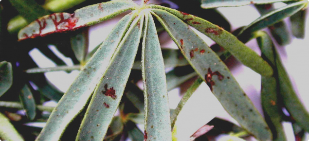 Brown spot lesions affecting lupin leaves