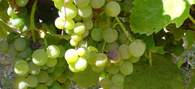 Wine grapes at the onset of veraison