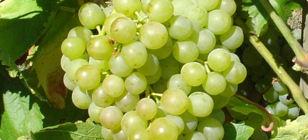 Wine grape at the beginning of bunch closure