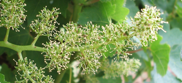 Wine grape at flowering