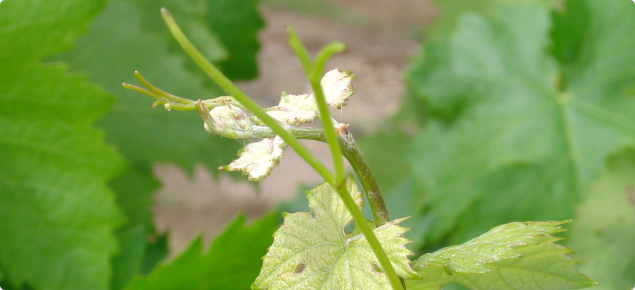 Wine grape shoots 10 cm in length