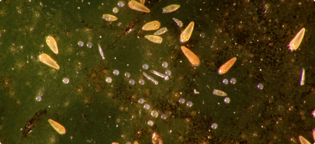 Citrus Rust Mite