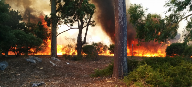 Fire in bushland
