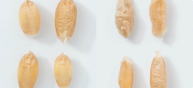 Image 5: Unfrosted to frosted grain comparision