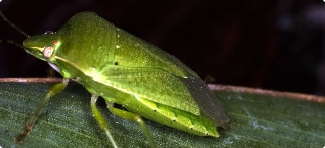 Green vegetable bug. Photo courtesy of NAQS 2005.