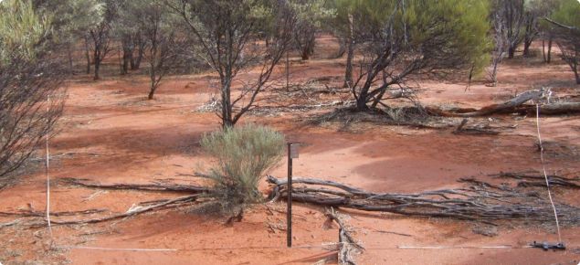 Hardpan Mulga shrublands in the Yowie land system