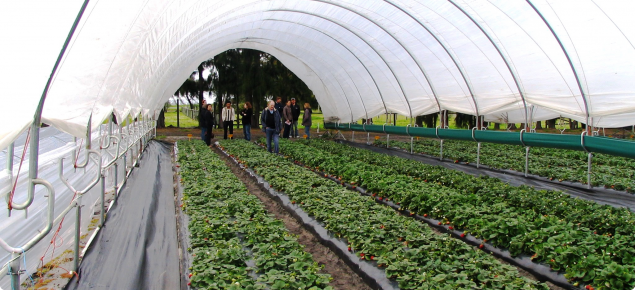 Strawberries grown under Haygrove tunnels