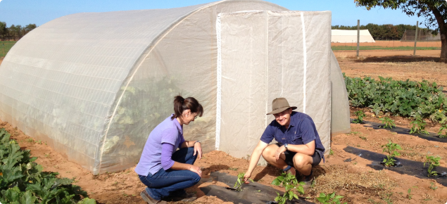 DAFWA staff viewing zucchini crops inside and outside insect proof netting exclosure