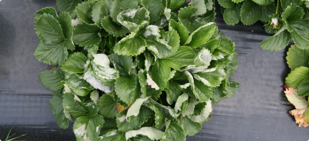 Severe powdery mildew infection on strawberry