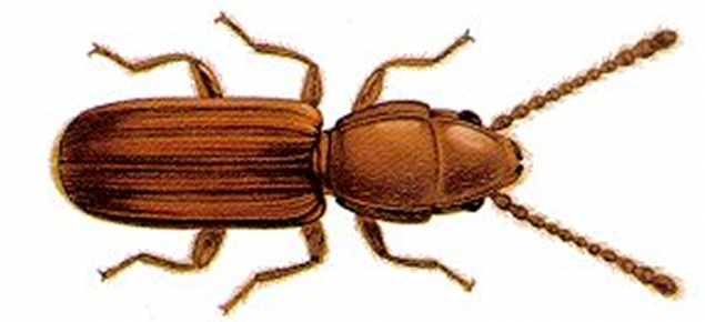 Flat grain beetle