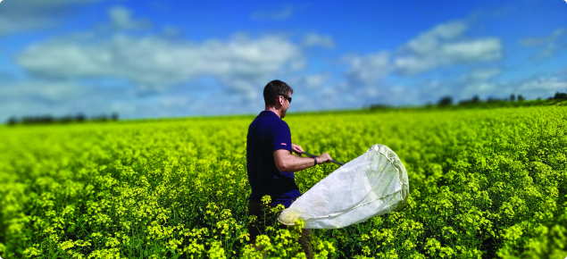 Sweeping for insects in canola