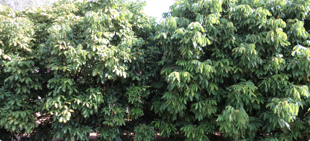 Longan varieties Kohala left and Biew Kiew right