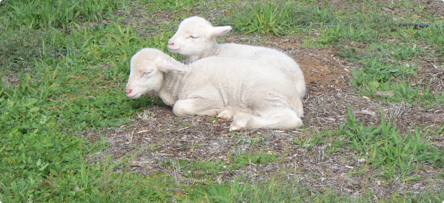 Lambs in paddock
