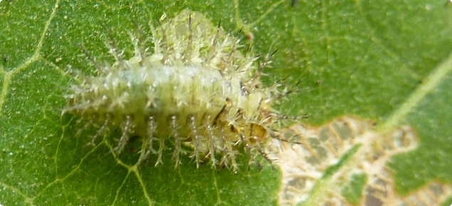 Leaf eating ladybird larvae grow up to 8mm long and are covered in branched spines. They feed only on the upper leaf tissue which results in a windowed appearance