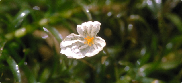 Leafy elodea flower