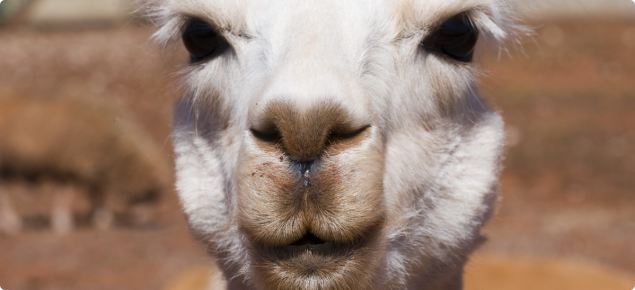 Alpaca is an animal which does not require inspection for species confirmationies for 